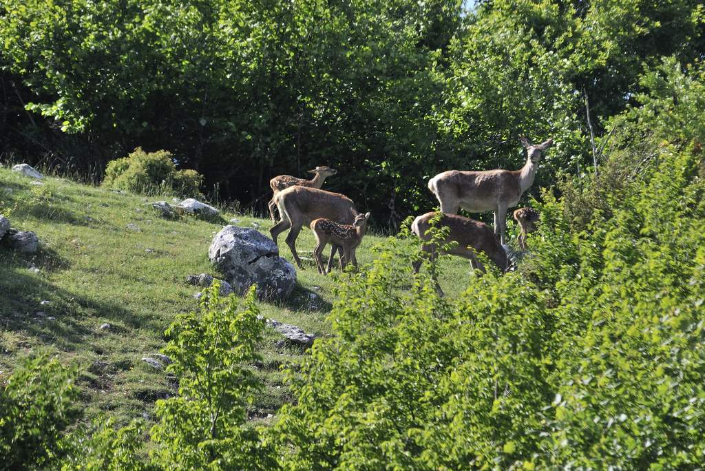 Cuccioli  (fotoracconto)